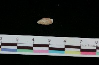 藏品(日本小彈頭螺)的圖片